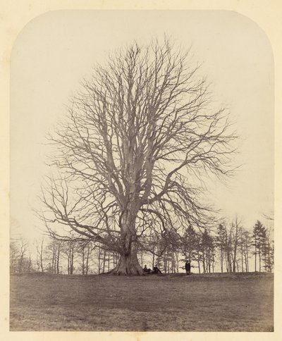 Great Beech on Manor Hill by James Sinclair